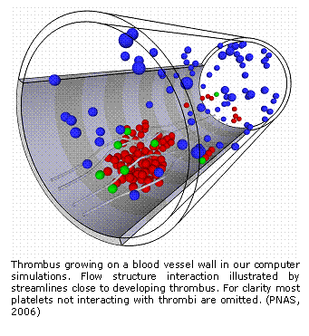 Text Box:  
Thrombus growing on a blood vessel wall in our computer simulations. Flow structure interaction illustrated by streamlines close to developing thrombus. For clarity most platelets not interacting with thrombi are omitted. (PNAS, 2006)

